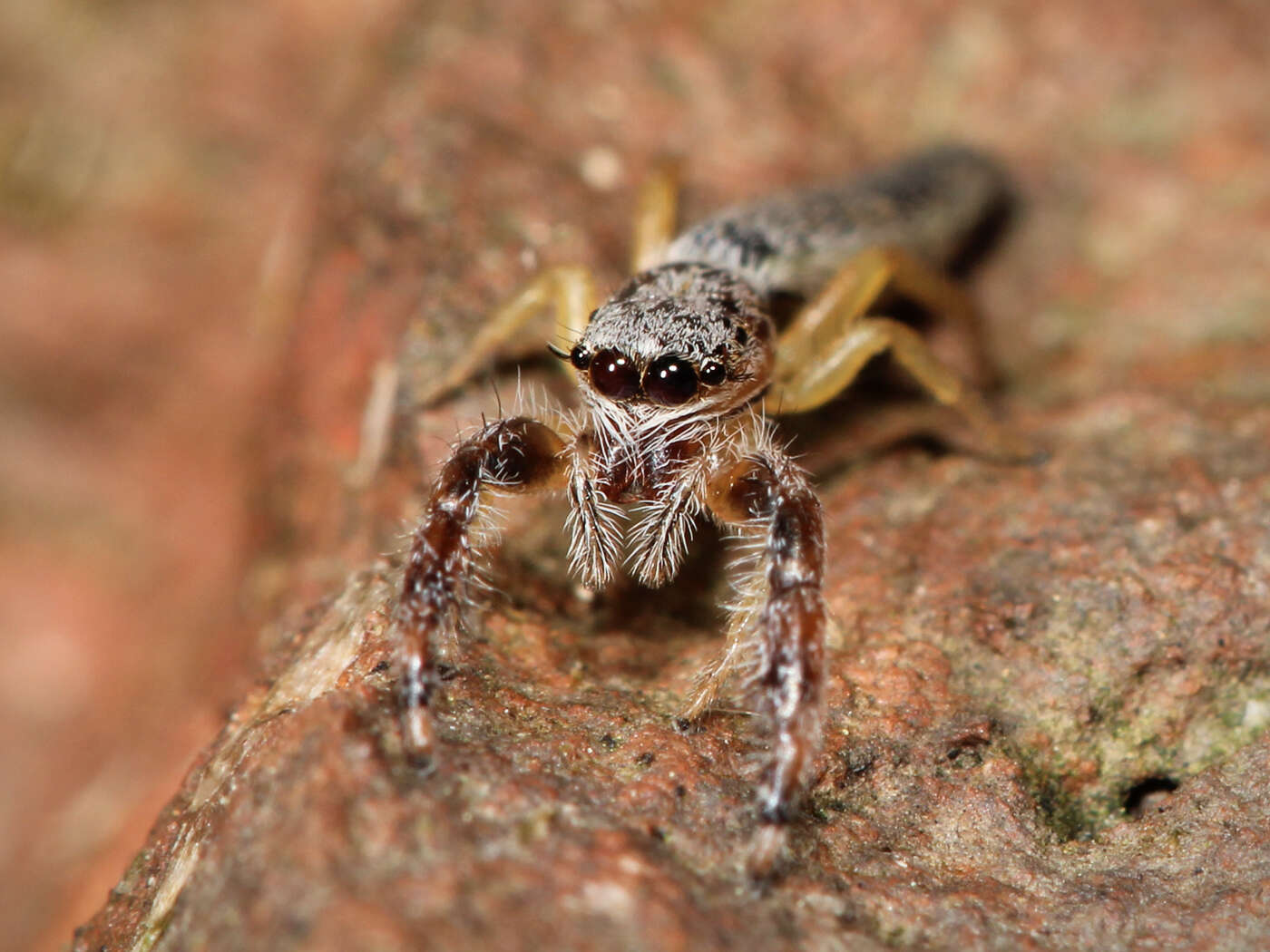 Image of Pike Slender Jumper