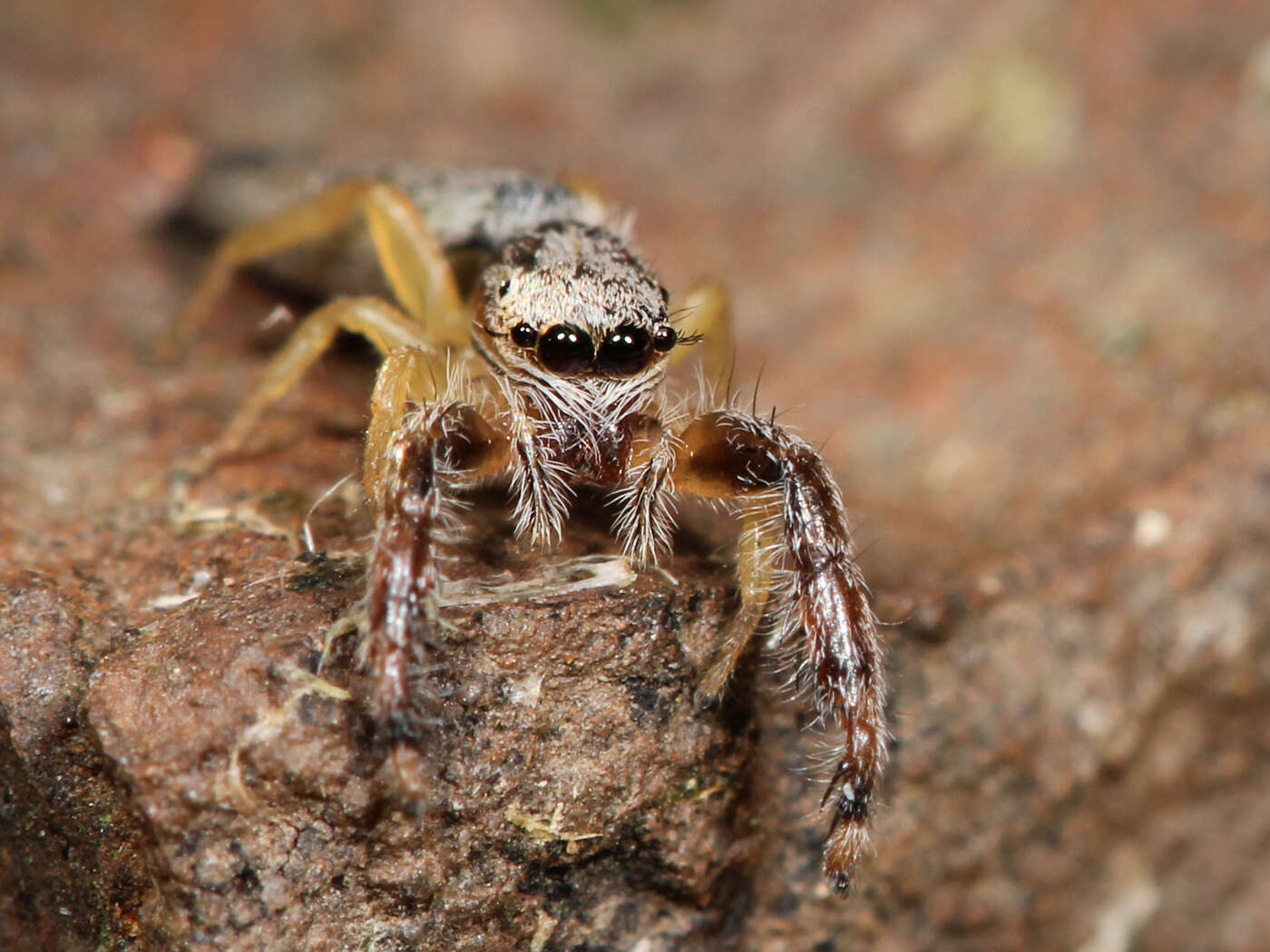 Image of Pike Slender Jumper