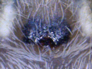 Image of Pike Slender Jumper