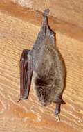 Image of little brown bat