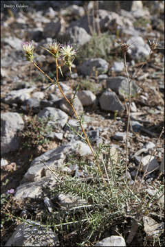 Image of Cousinia sarawschanica C. Winkl.