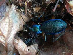 Image of Blue Ground Beetle