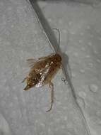 Image of tawny cockroach