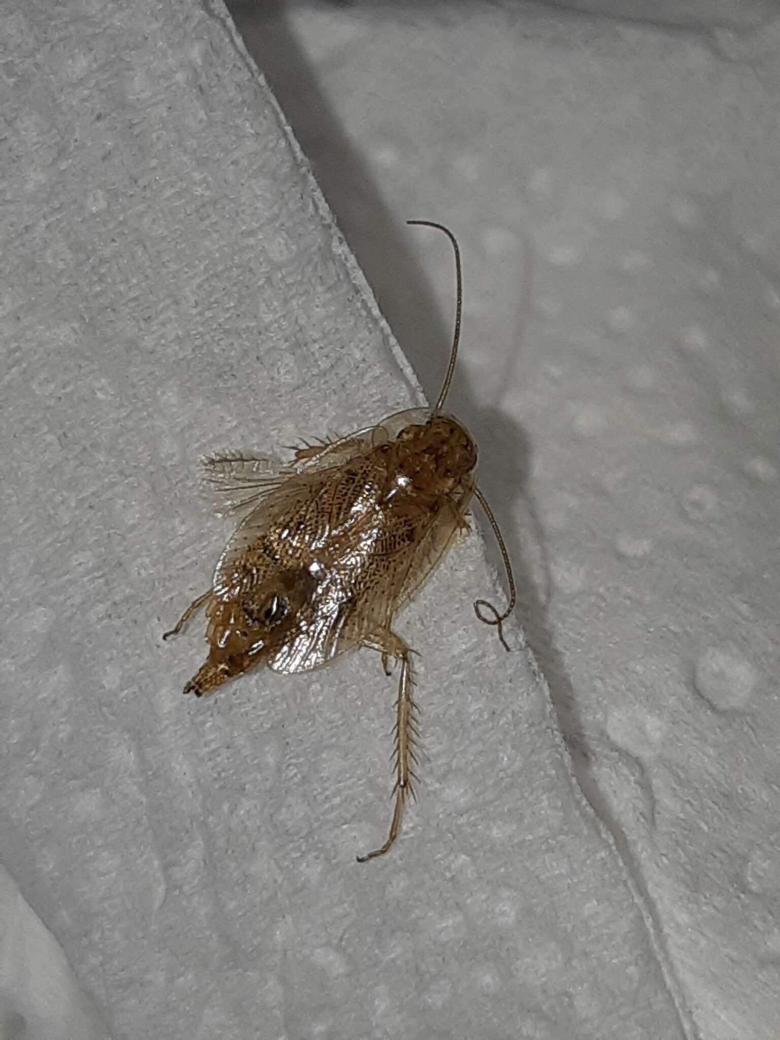 Image of tawny cockroach