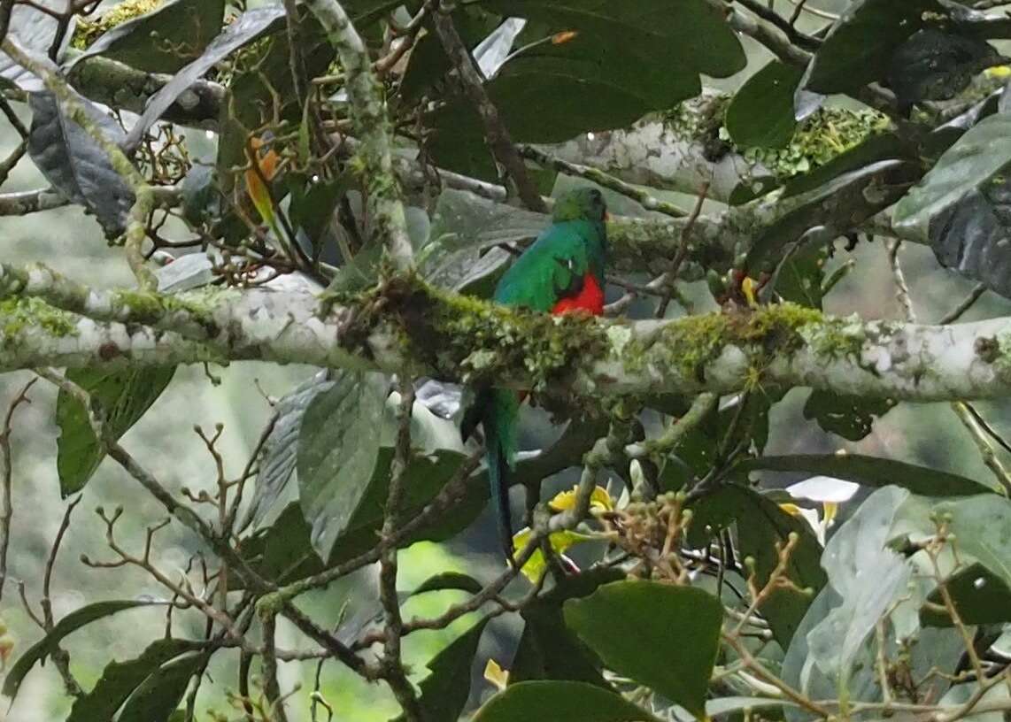 Image de Quetzal doré