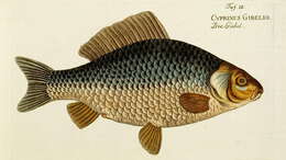 Image of Gibel carp