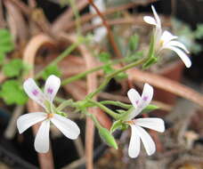 Imagem de Pelargonium odoratissimum (L.) L'Her.