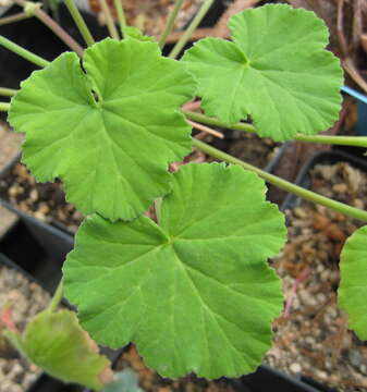 Imagem de Pelargonium odoratissimum (L.) L'Her.