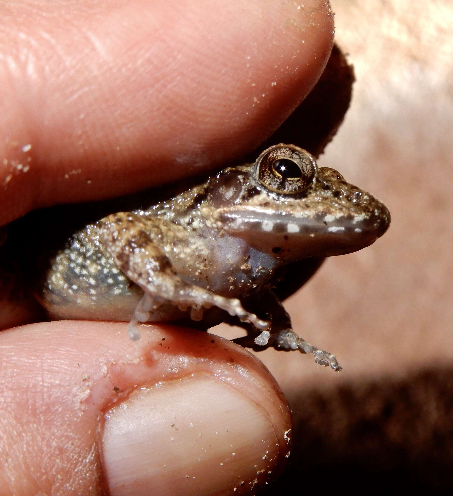 Image of brown leaping frog