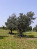 Image of olive tree