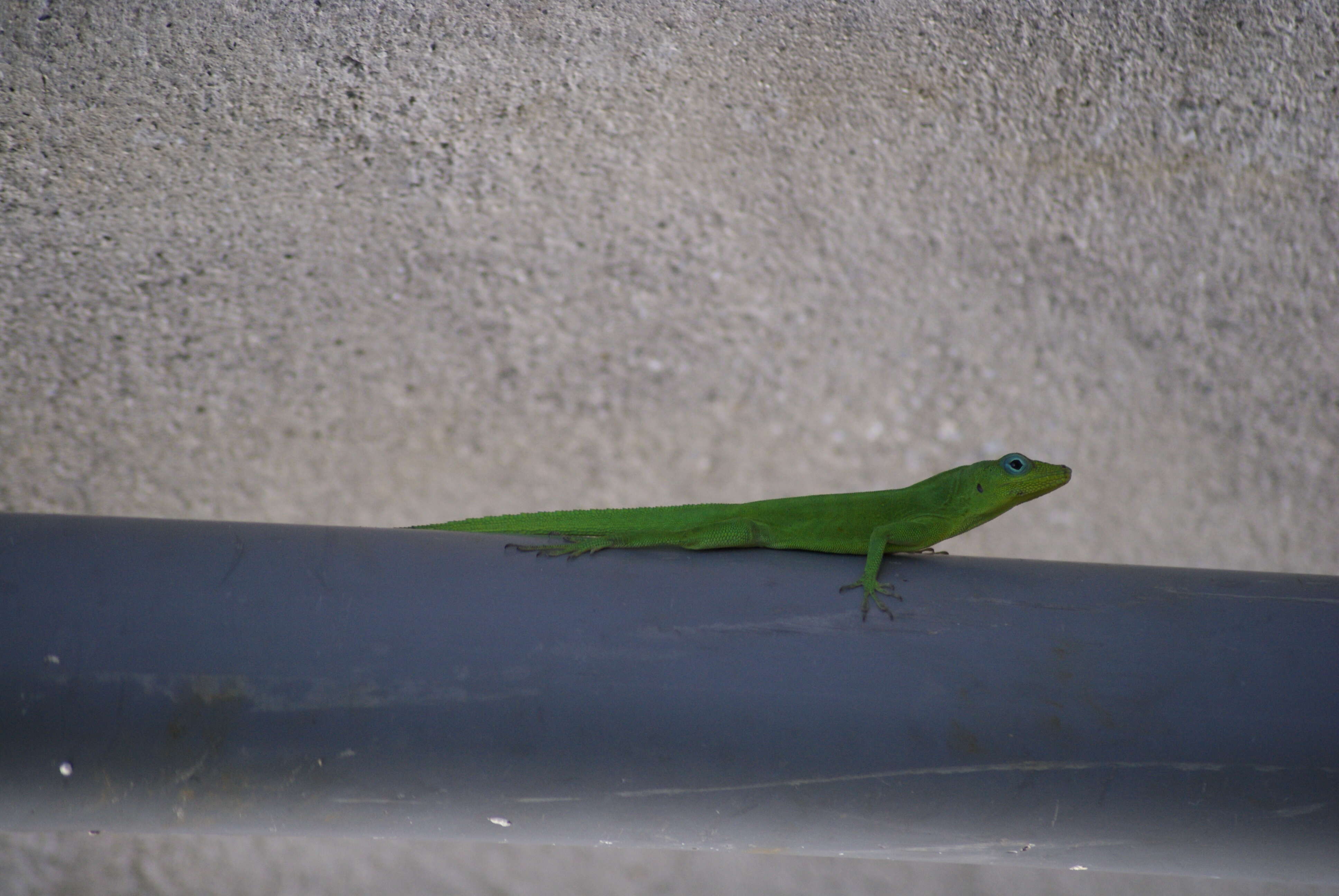 Image of Leopard Anole