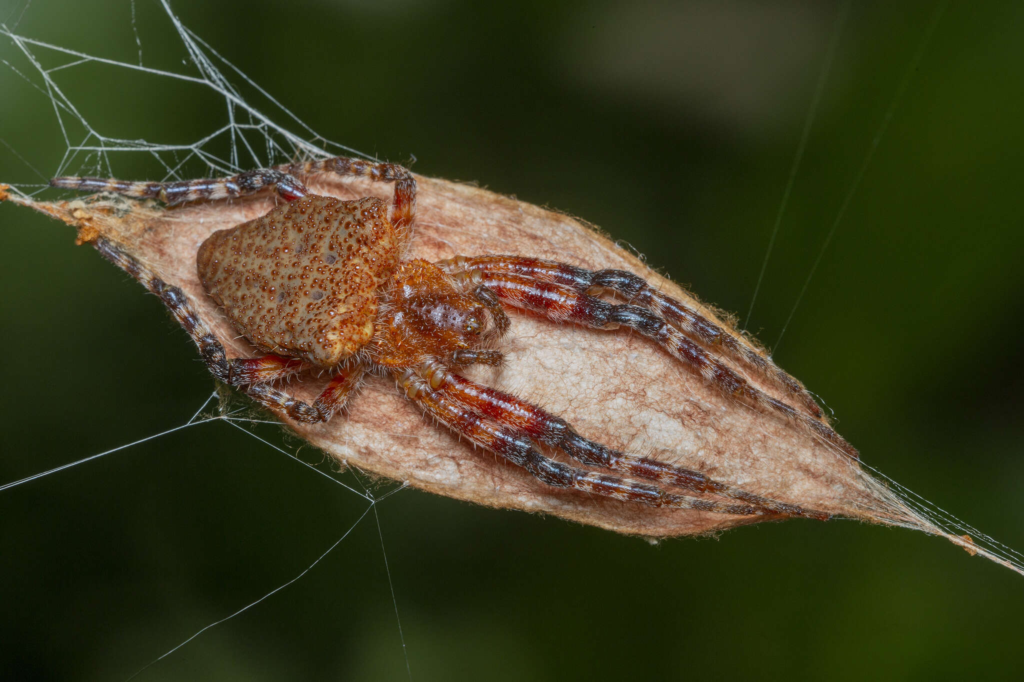 Image of Red Tent Spider