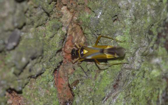 Image of Cyllecoris