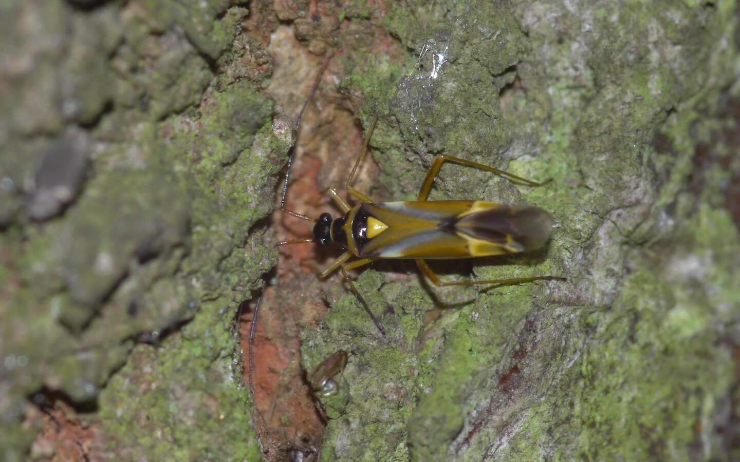 Cyllecoris resmi