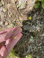 Ranunculus harveyi (A. Gray) Greene的圖片