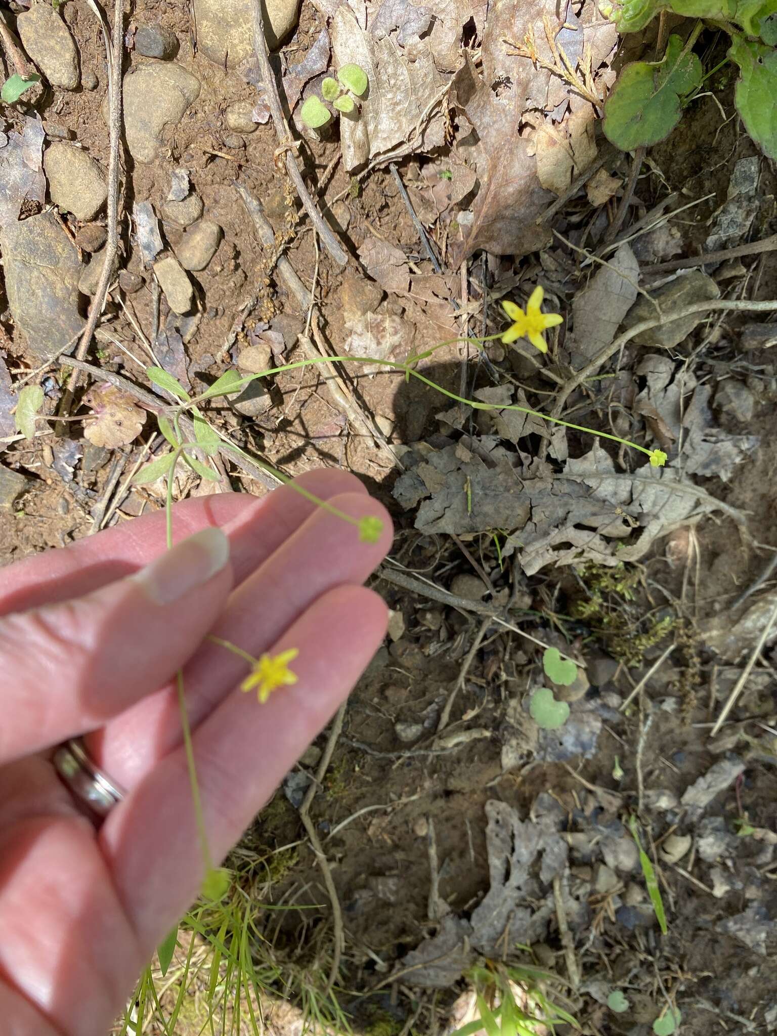 Ranunculus harveyi (A. Gray) Greene的圖片