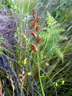 Image of Platycaulos major (Mast.) H. P. Linder