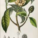 Image de Magnolia sumatrana var. glauca (Blume) Figlar & Noot.