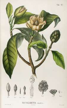 Image of Magnolia sumatrana var. glauca (Blume) Figlar & Noot.