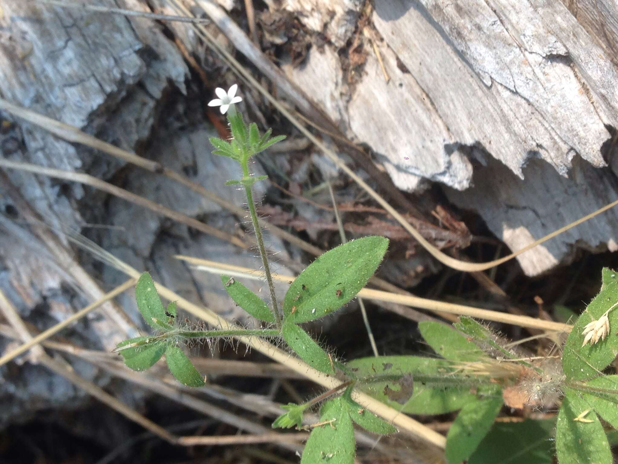 Plancia ëd Allophyllum integrifolium (A. Brand) A. D. & V. E. Grant