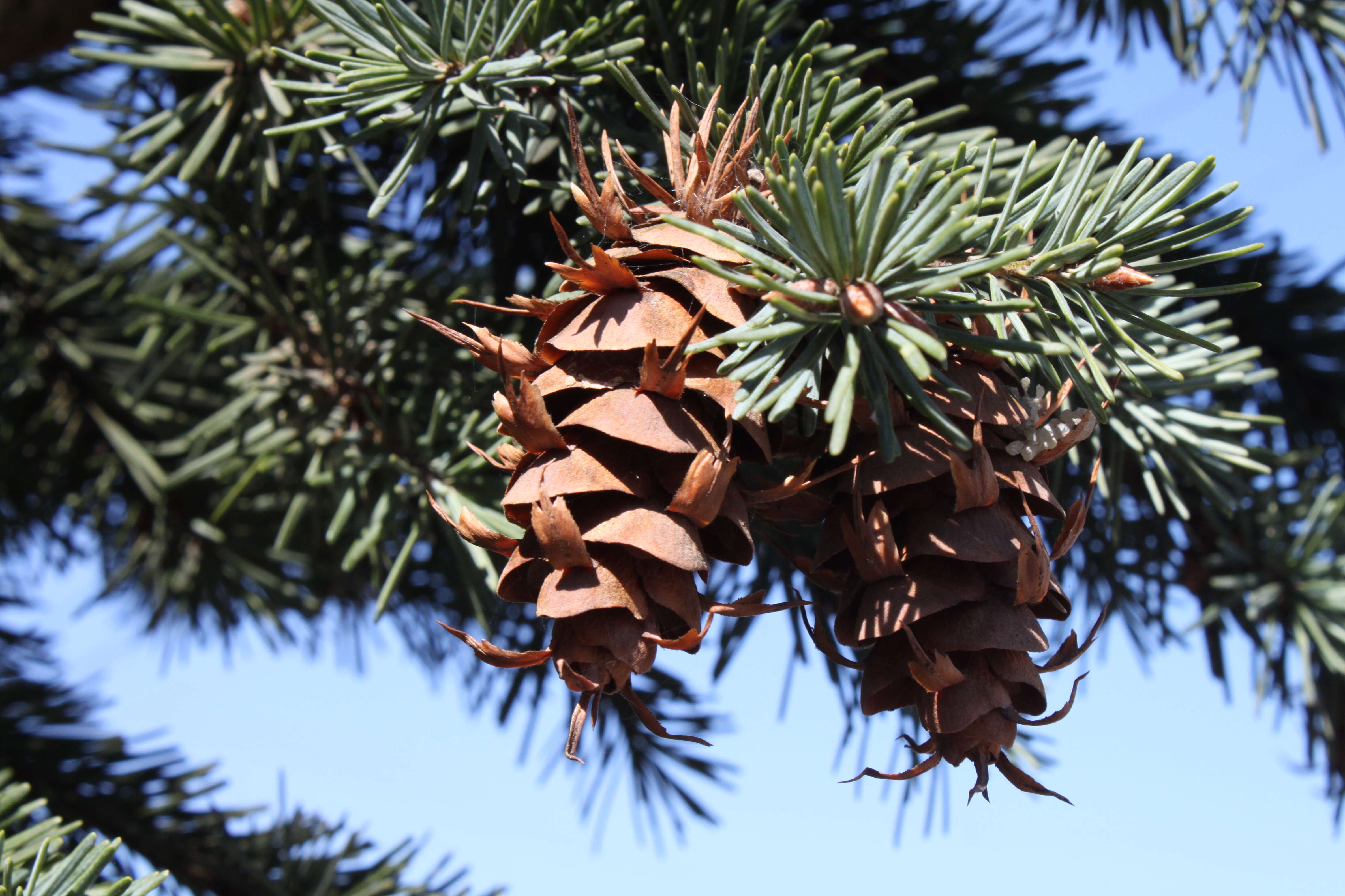 Image of Douglas Fir