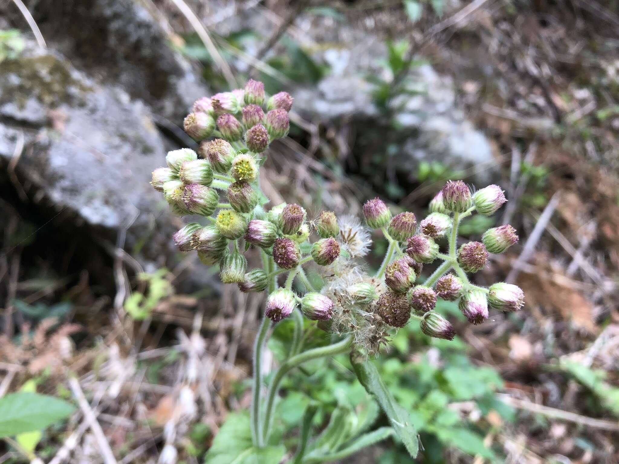 Image de Eschenbachia japonica (Thunb.) J. Kost.