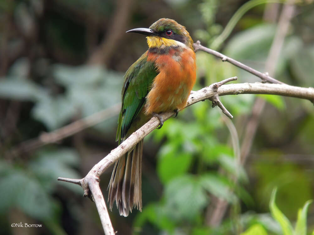 Image of Cinnamon-breasted Bee-eater