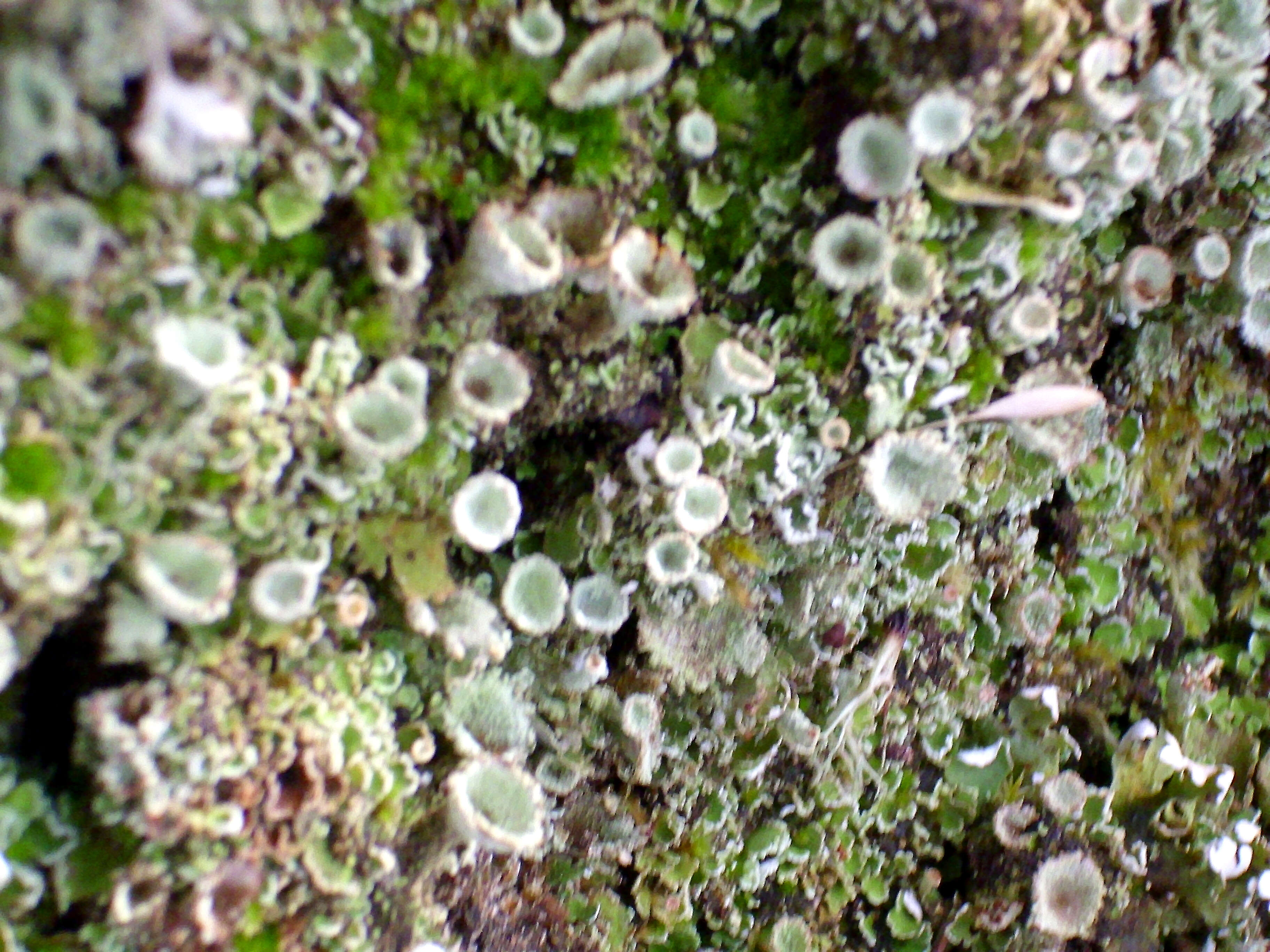 Image of cup lichen