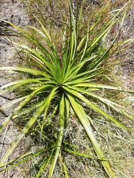 Image of Eryngium eburneum Decne.