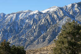 Image of singleleaf pinyon