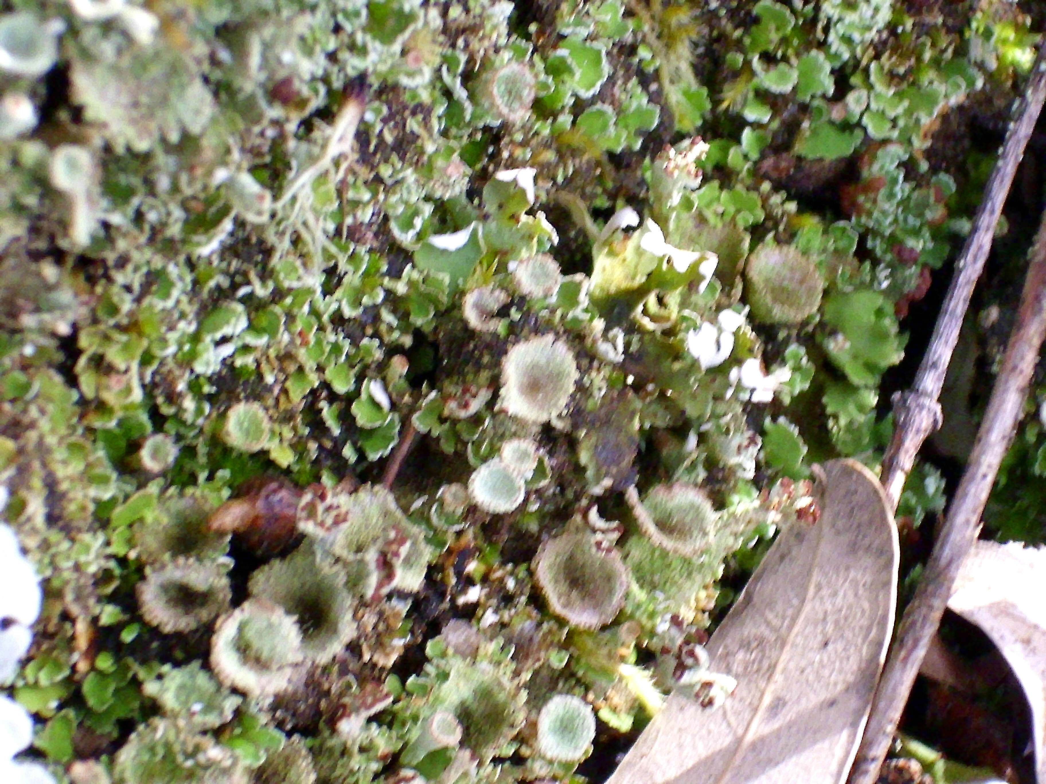 Image of cup lichen