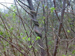 Image of European Hop-hornbeam