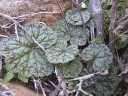 Image of Pelargonium barklyi S. Elliot