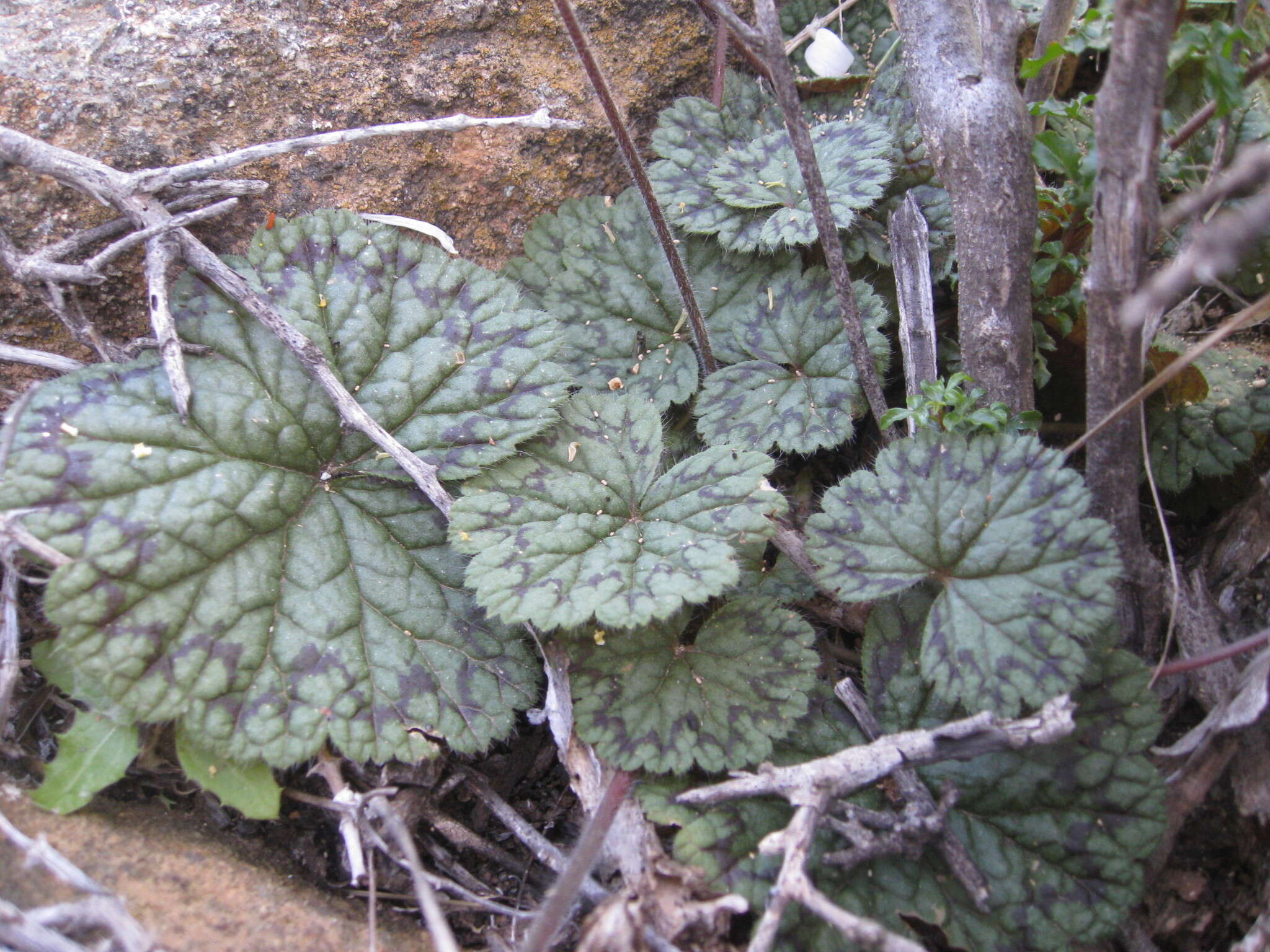 Image of Pelargonium barklyi S. Elliot