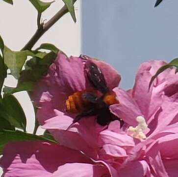 Image of Bombus atripes Smith 1852