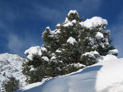 Image of singleleaf pinyon