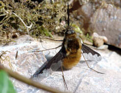 Image of Large bee-fly