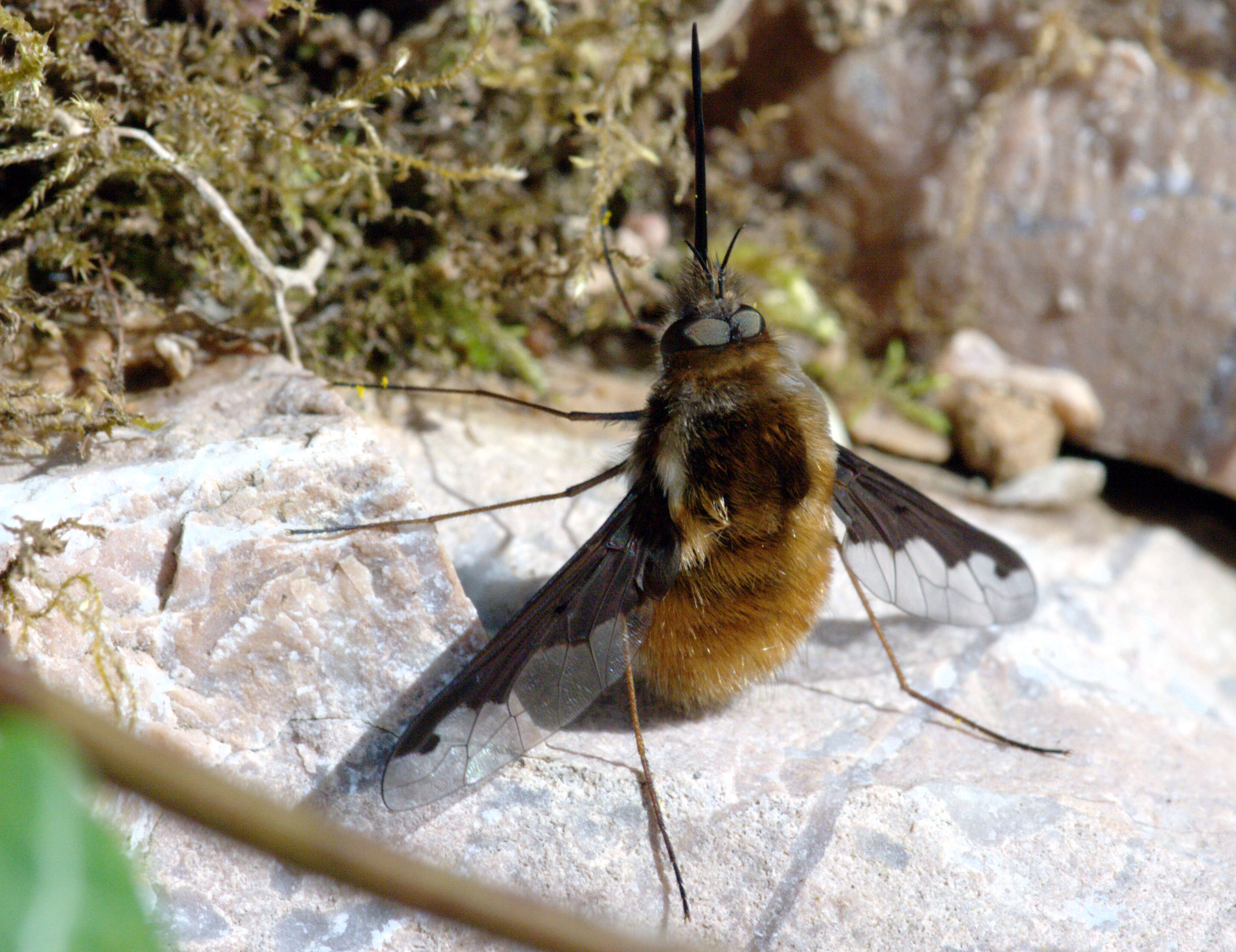 Image of Large bee-fly