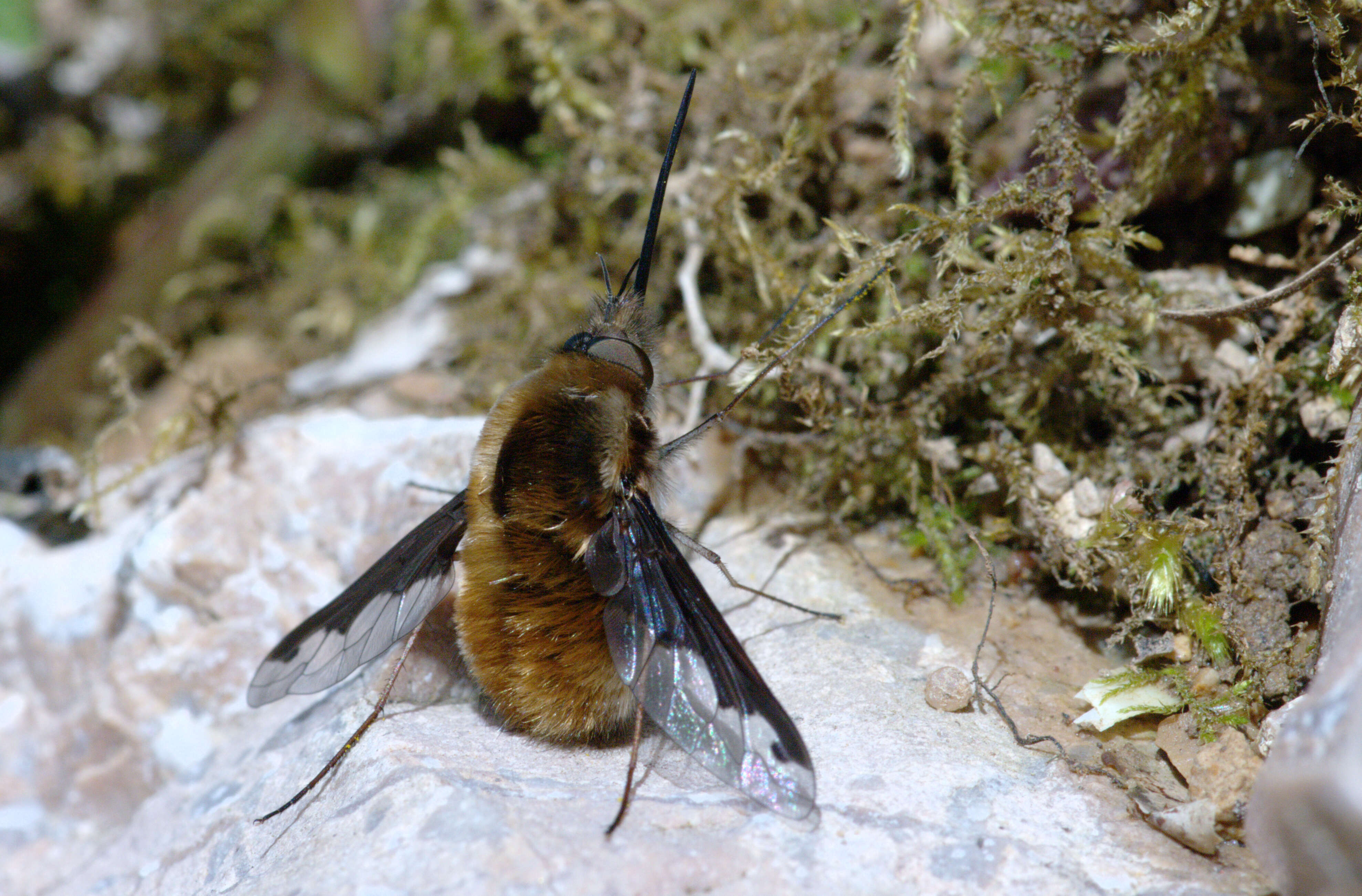 Image of Large bee-fly