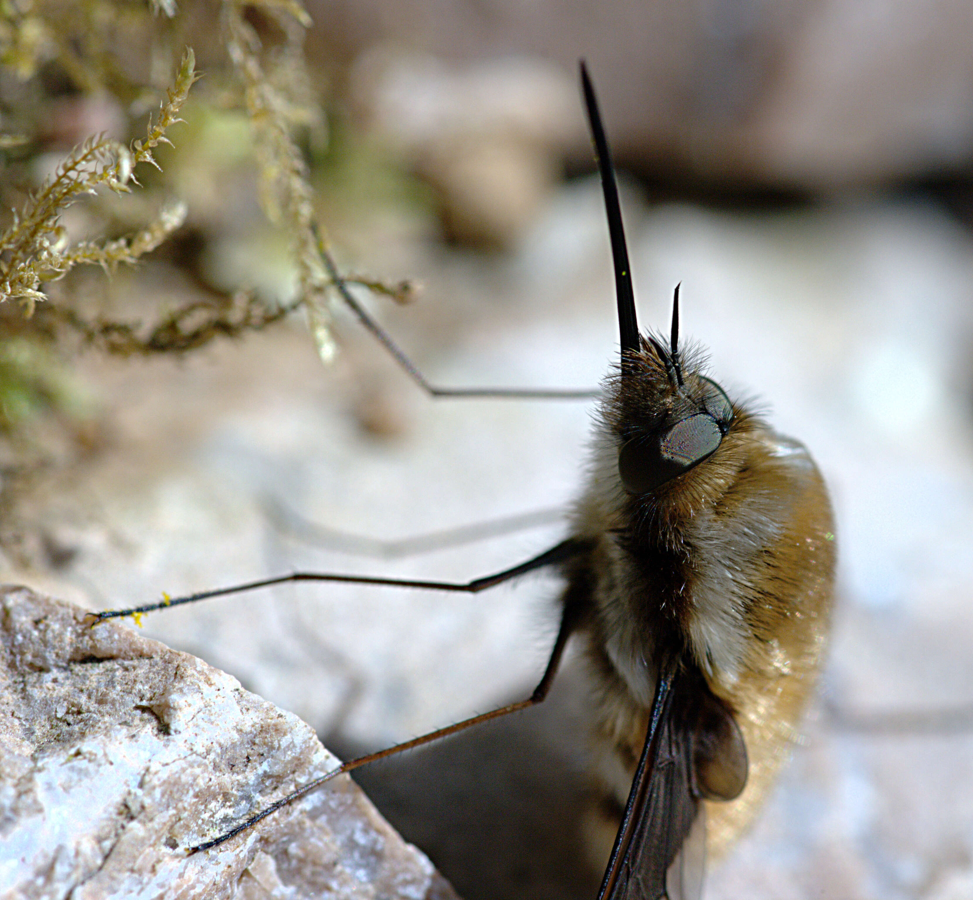 Image of Large bee-fly