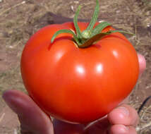 Image of tomato