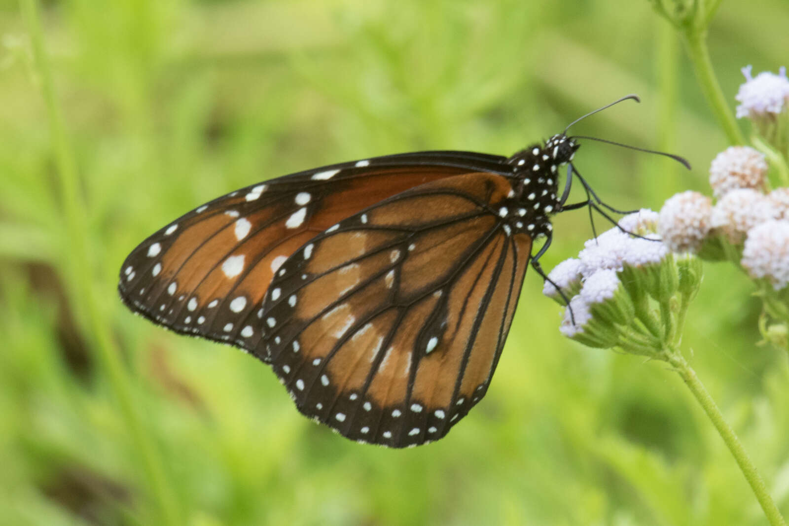 Sivun Danaus (Anosia) eresimus Cramer 1777 kuva