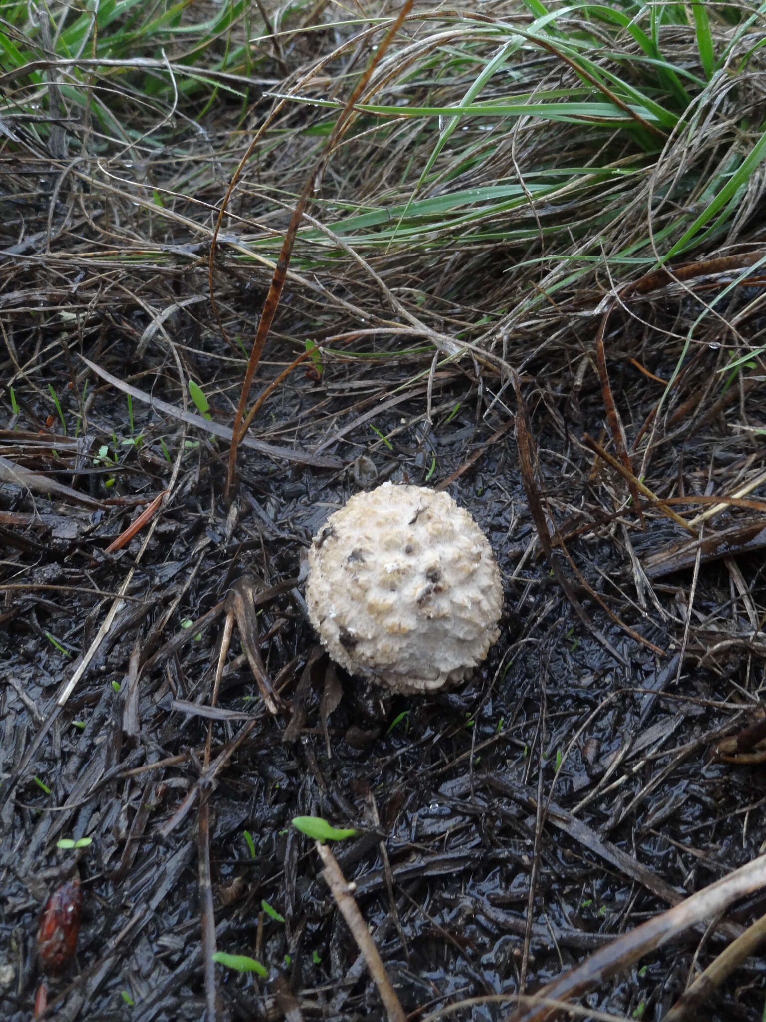 Image of Saproamanita pruittii (A. H. Sm. ex Tulloss, J. Lindgr. & D. Arora) Redhead, Vizzini, Drehmel & Contu 2016