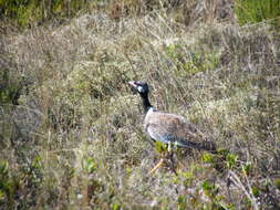 Image of Southern Black Bustard