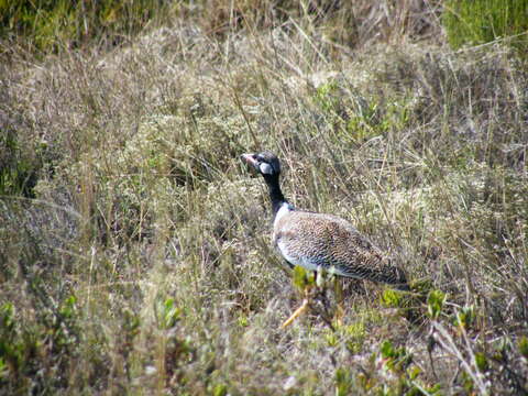 Image of Southern Black Bustard