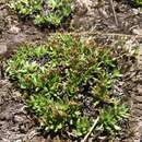 Image of Plantago glacialis B. G. Briggs, Carolin & Pulley