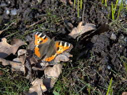 Imagem de Aglais urticae Linnaeus 1758