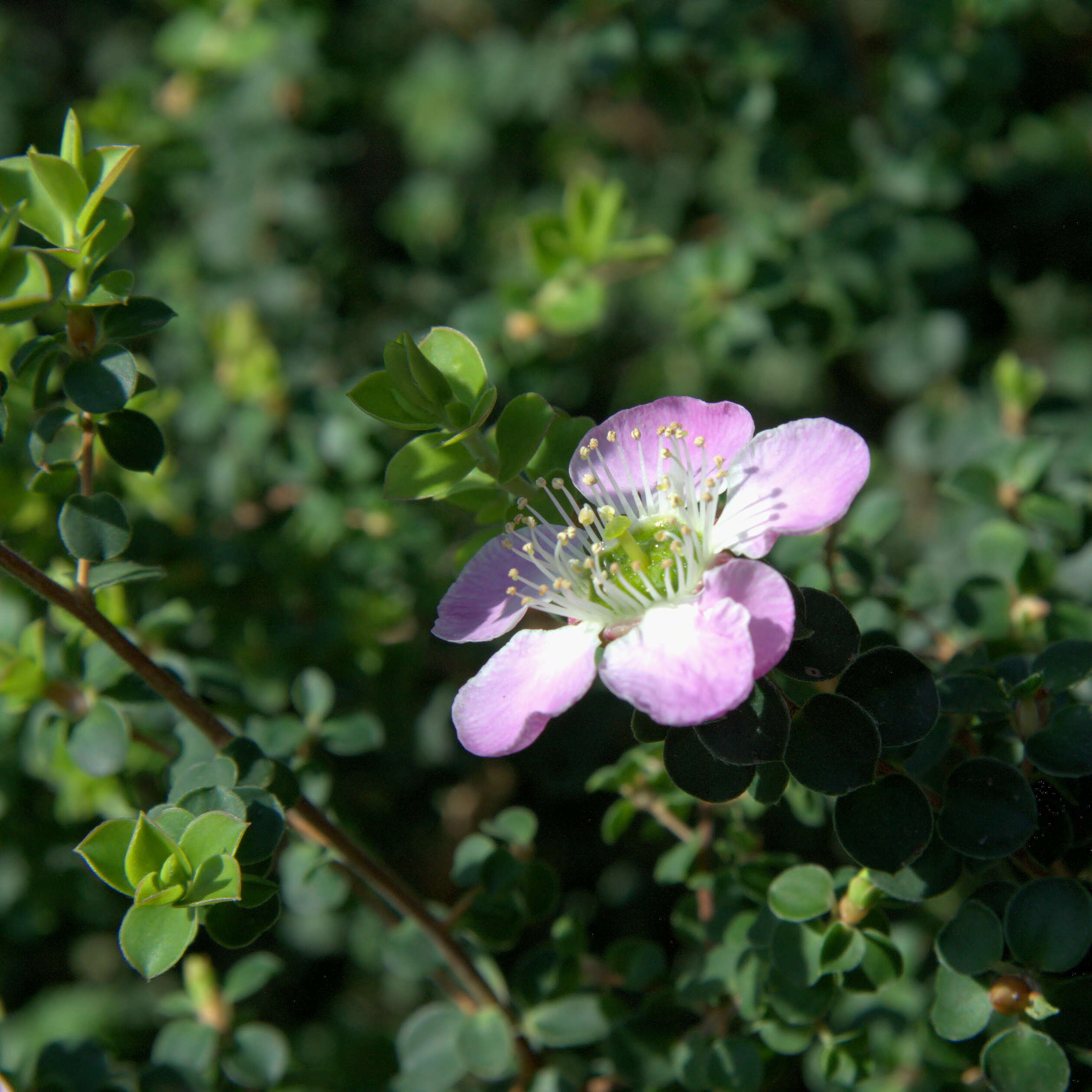 Image of Pink Tea Tree