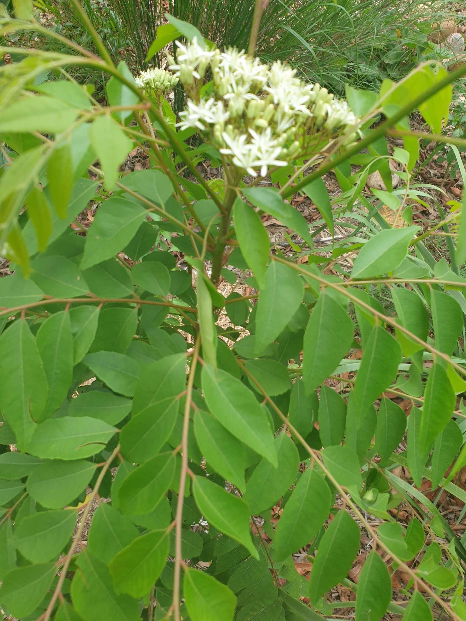 Image of curryleaftree