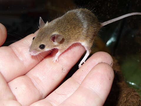 Image of Matthey's Mouse